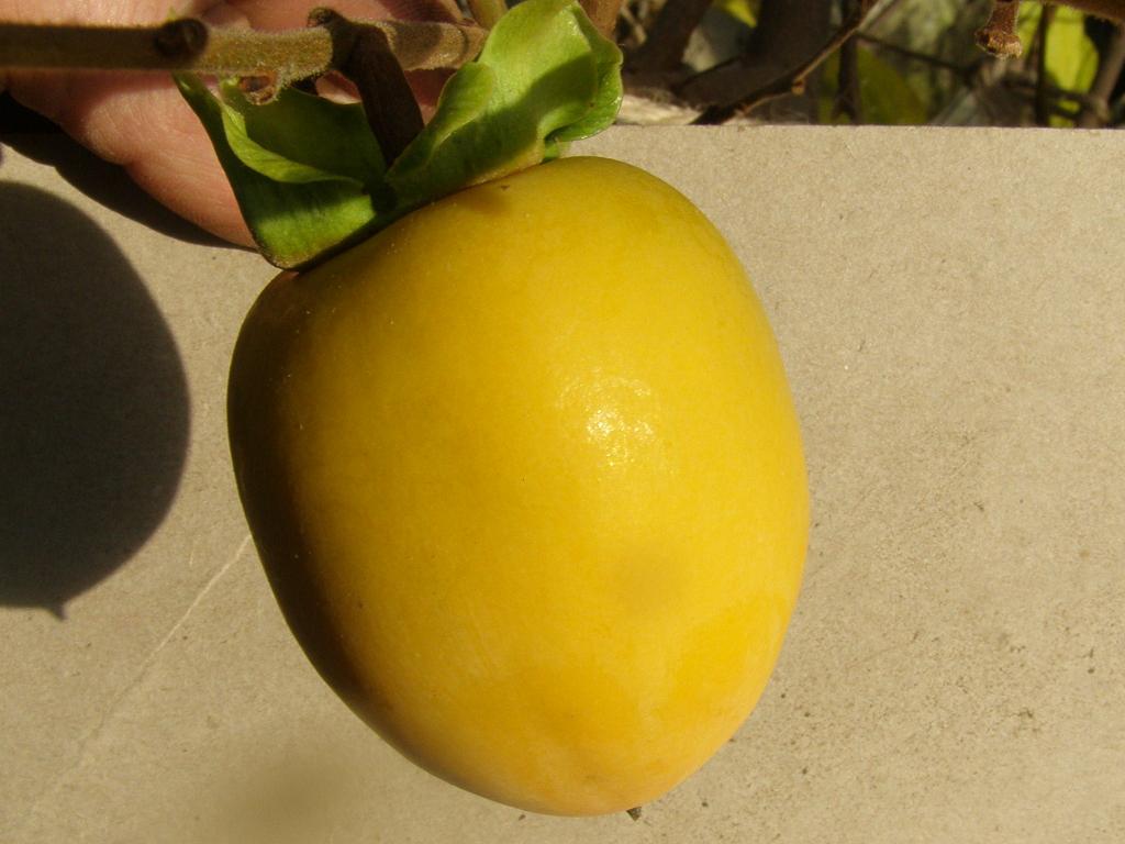  lampadina