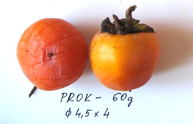  prok