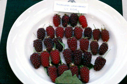  loganberry ly 654