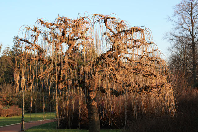  alba pendula