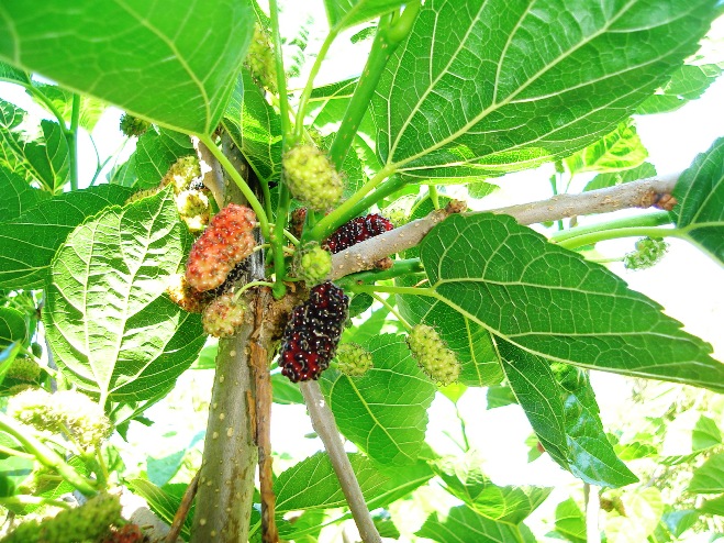  macroura fruits noirs