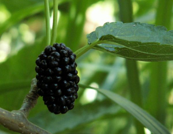  montreal black