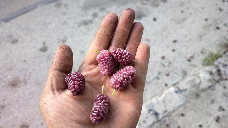  pink bulgarian