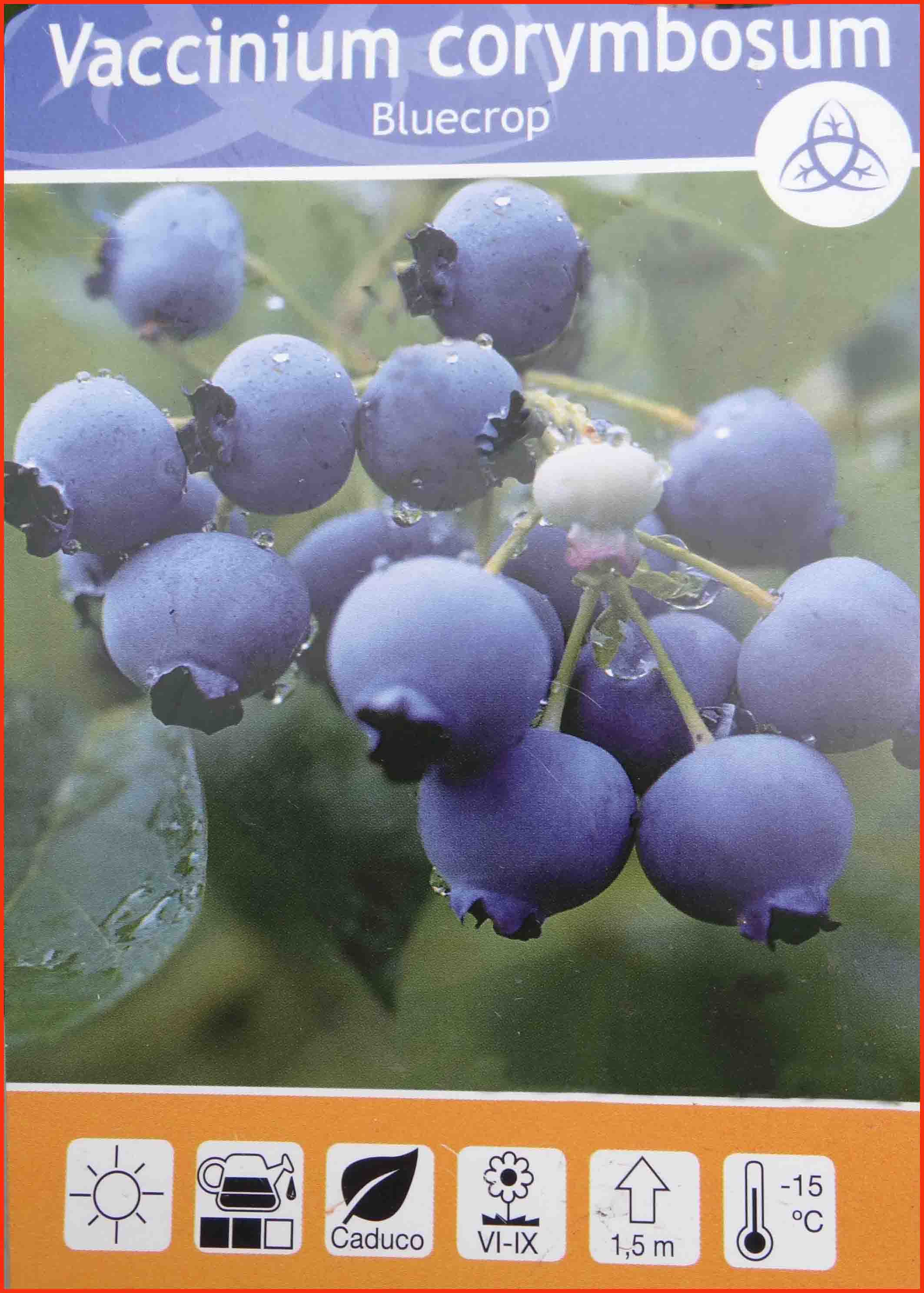  bluecrop
