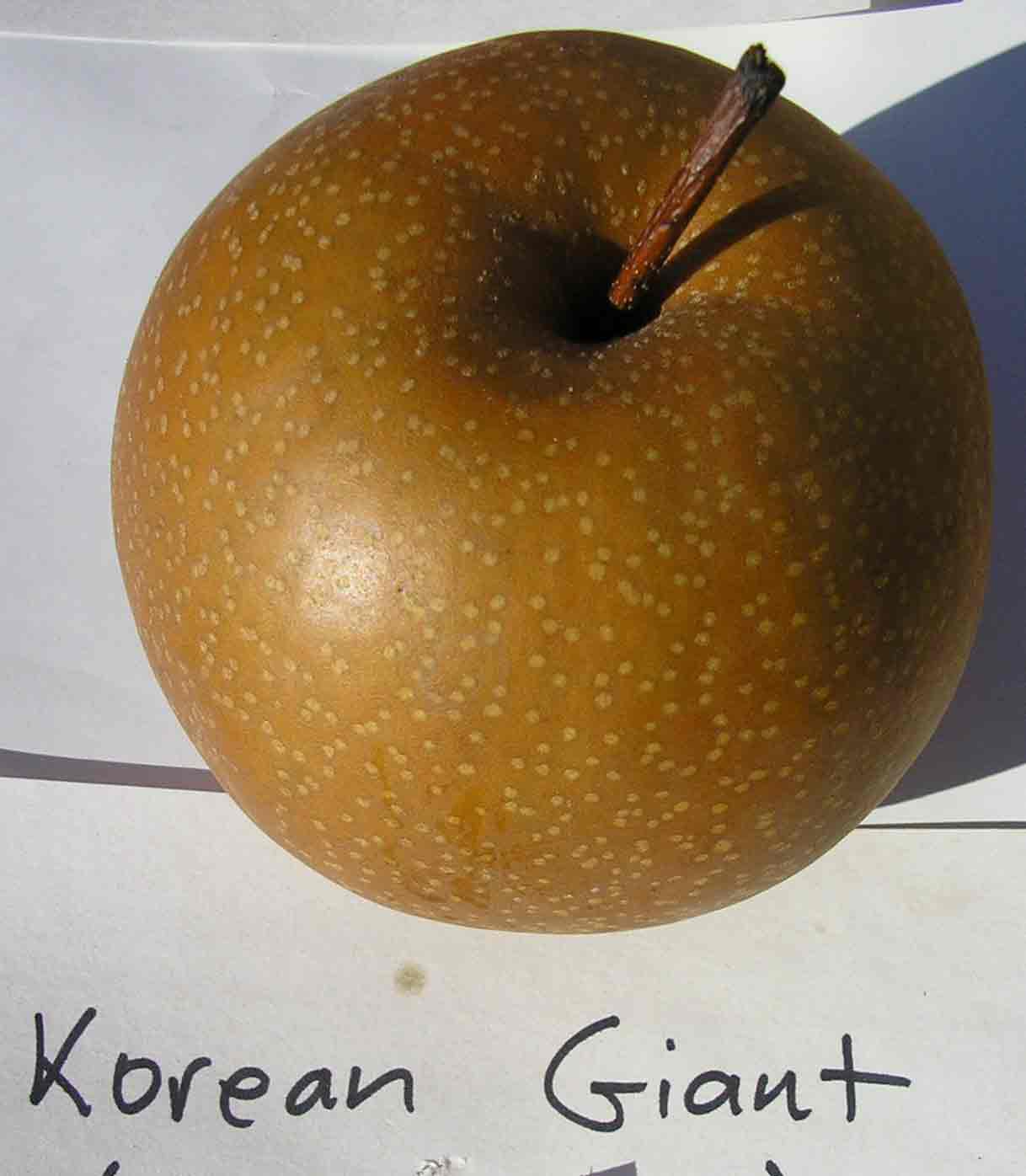  korean giant