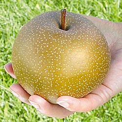  korean giant