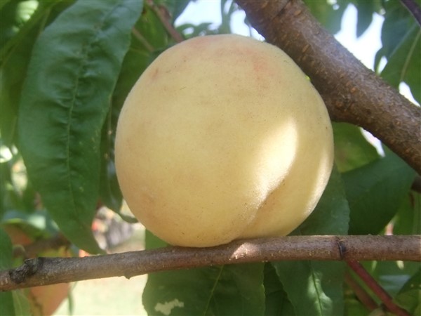  nectarine blanche