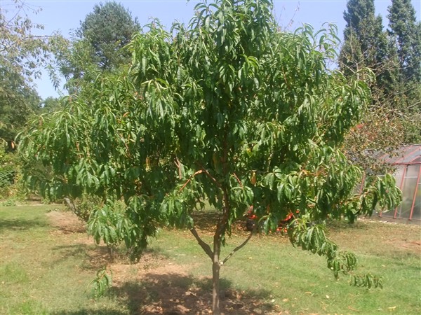  nectarine blanche
