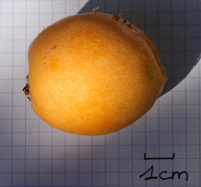  ottaviani