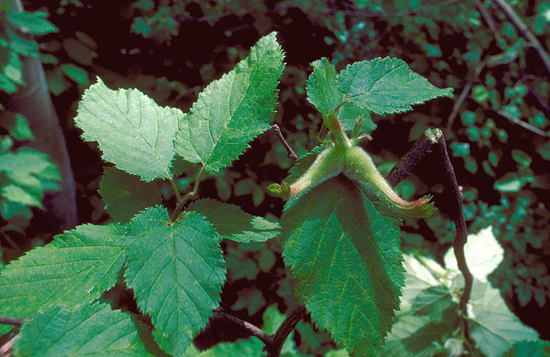  corylus cornuta