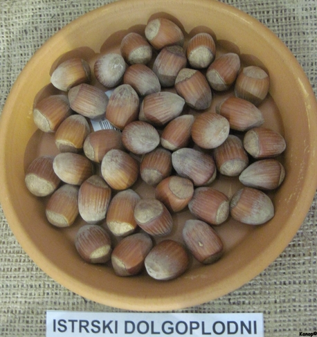  istrian long