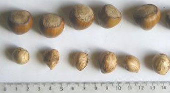  merveille de bollwiller