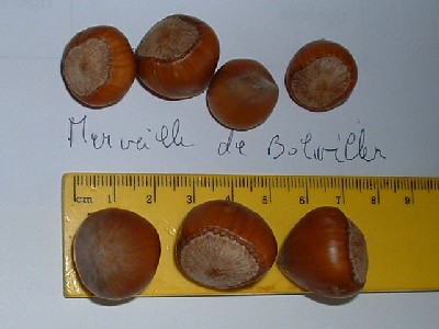  merveille de bollwiller