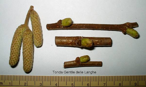  tonda gentile delle langhe