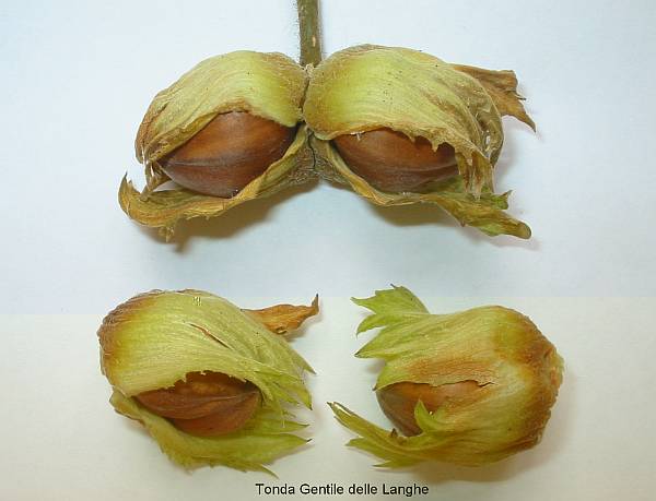  tonda gentile delle langhe