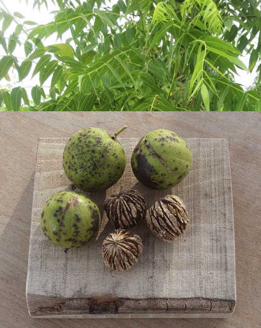  juglans microcarpa dolly