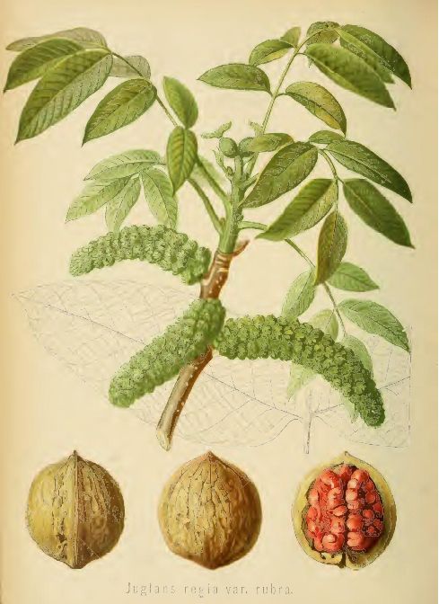  juglans regia rubra