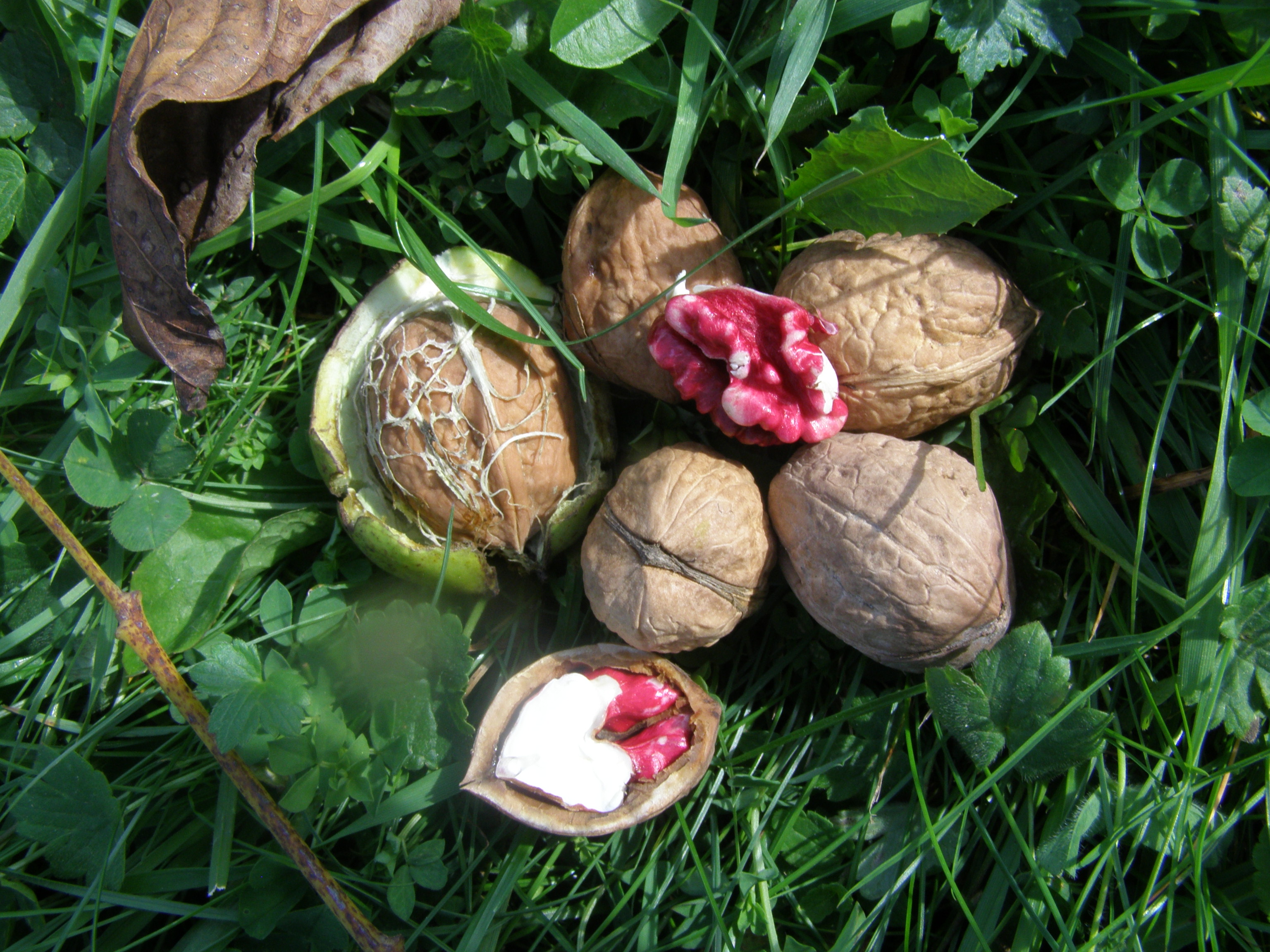  kirschnuss