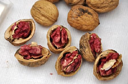  rote donaunuss