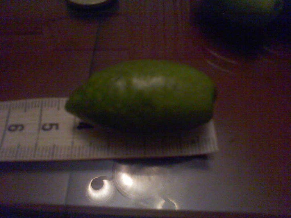  cornezuelo