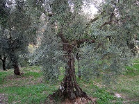  itrana