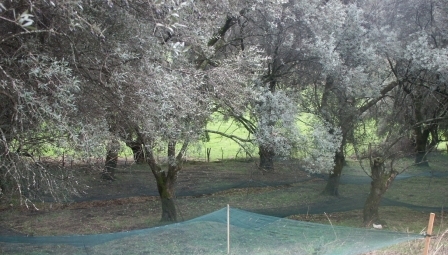  zinzala
