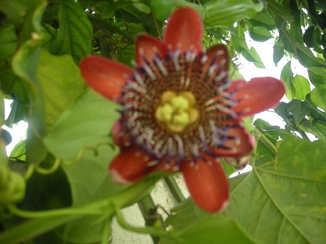  passiflora alata