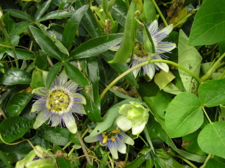  passiflora caerulea