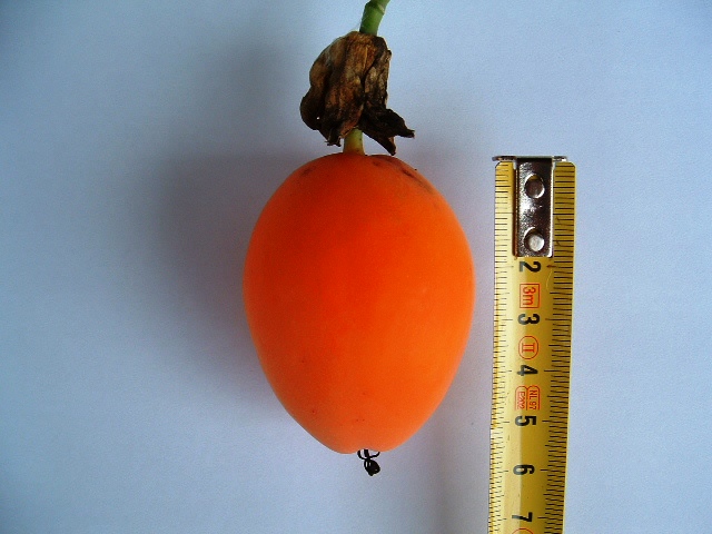  passiflora caerulea