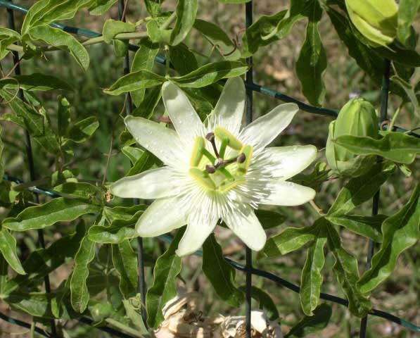  passiflora caerulea constance elliot