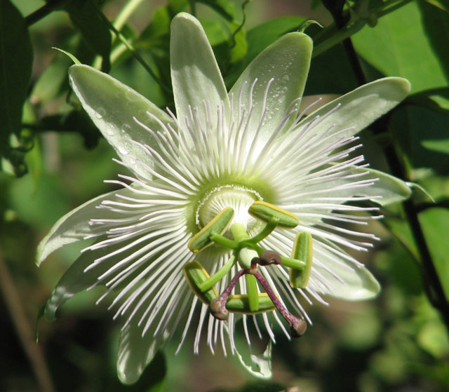  passiflora caerulea constance elliot