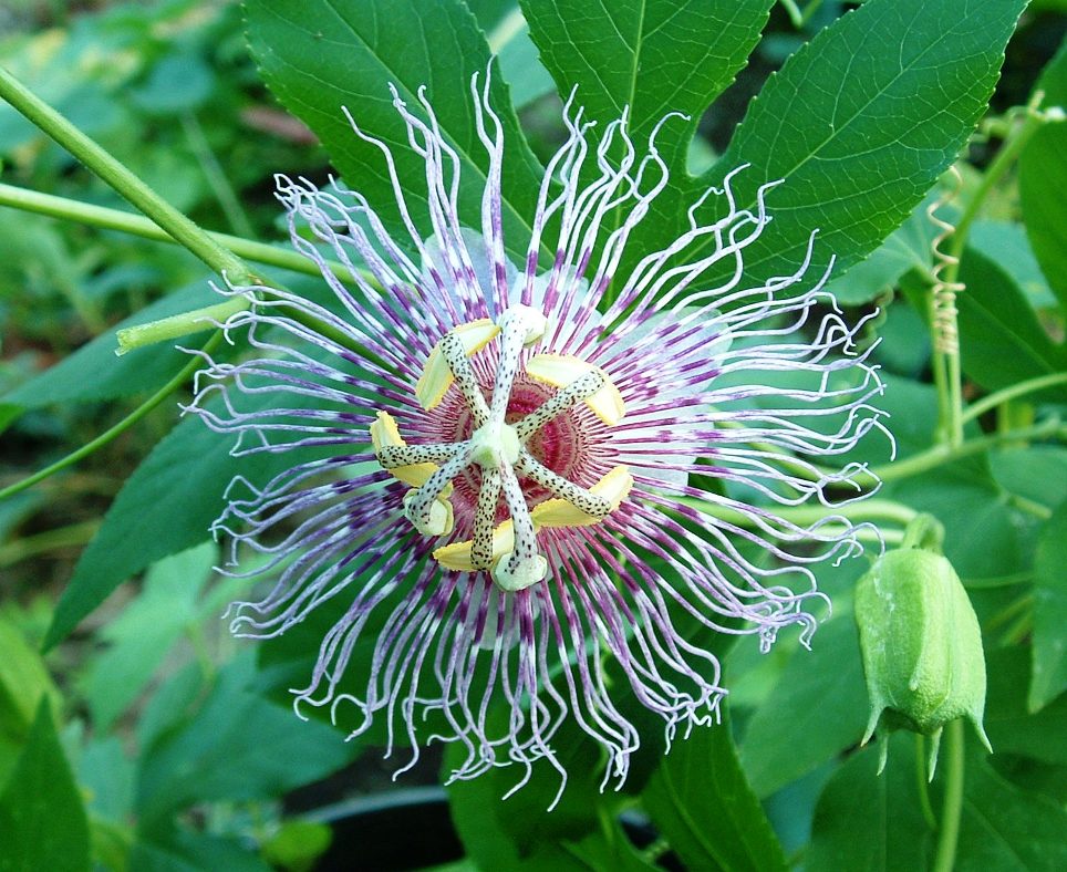  passiflora incarnata
