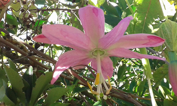  passiflora molissima