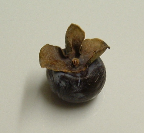  diospyros wilsonii