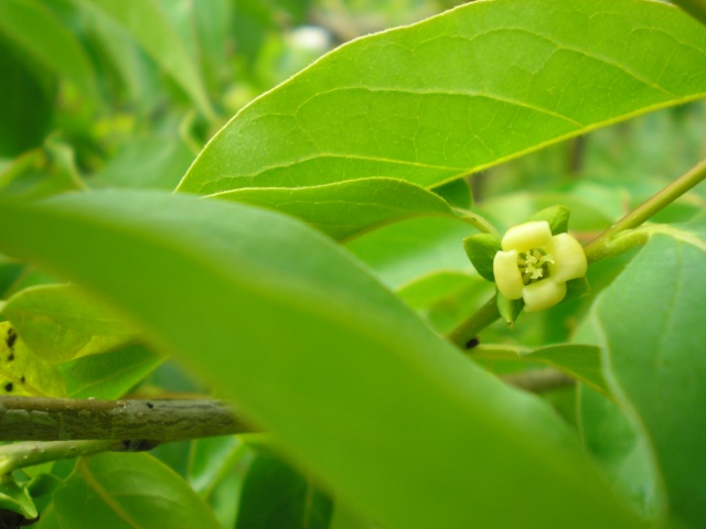  diospyros wilsonii
