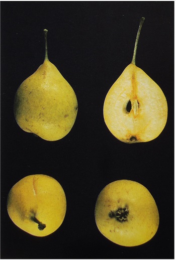  appicadolza