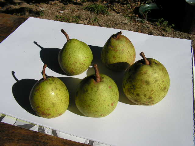  baguinho