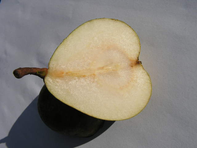  baguinho