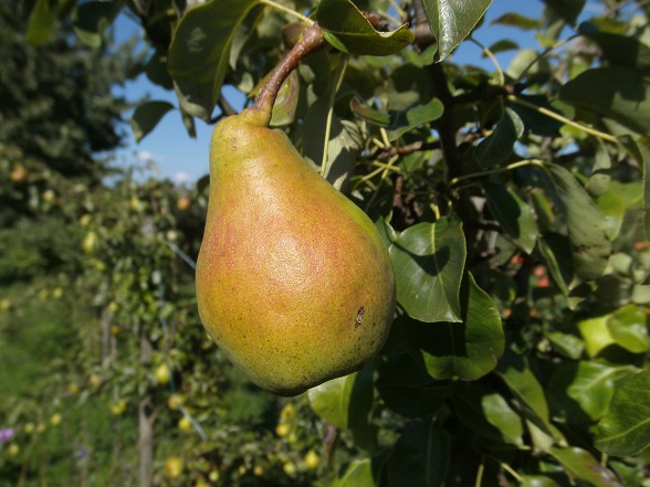 belle des abrès