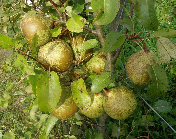  bergamote esperen