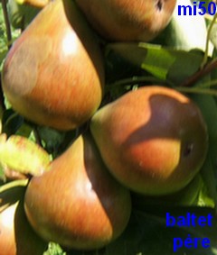  beurré baltet père
