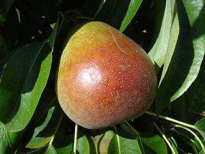  beurré de merode