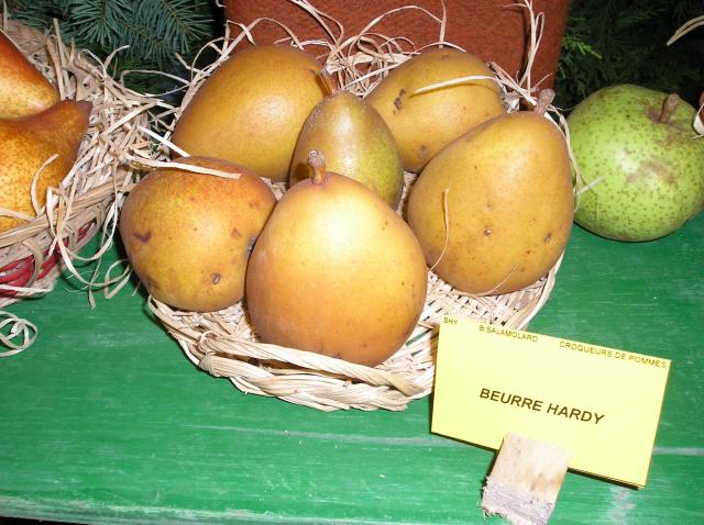  beurré hardy