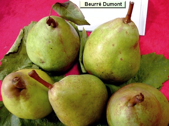  beurre dumont