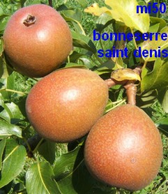  bonneserre de saint-denis