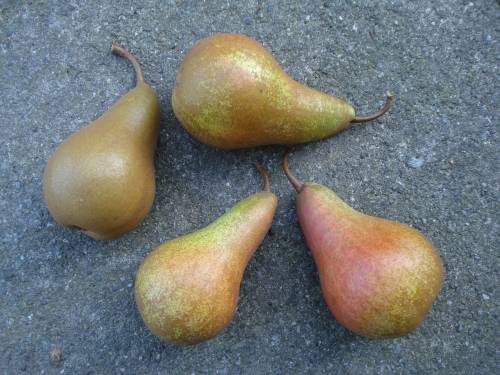  calebasse van marum