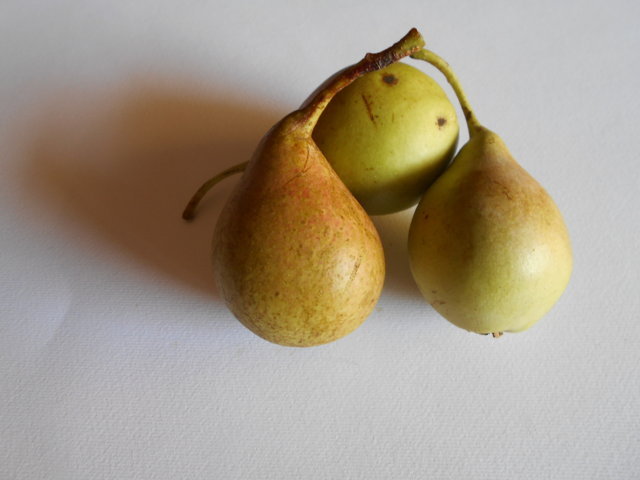  camusina