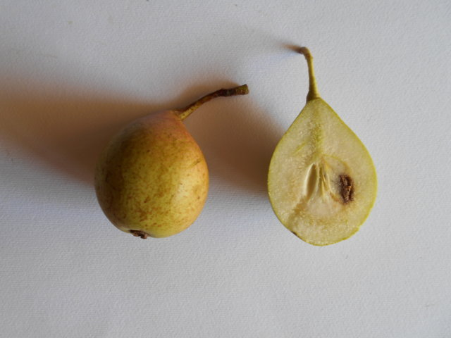  camusina