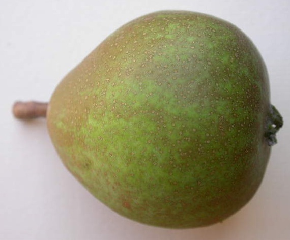  carapinheira parda