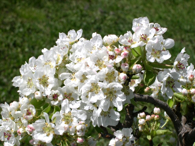  citron des carmes